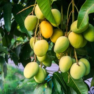 ৫ কেজি